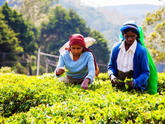Sri Lanka speră să crească substanțial exporturile sale de ceai negru în Chin...